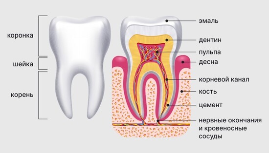 Стадии развития